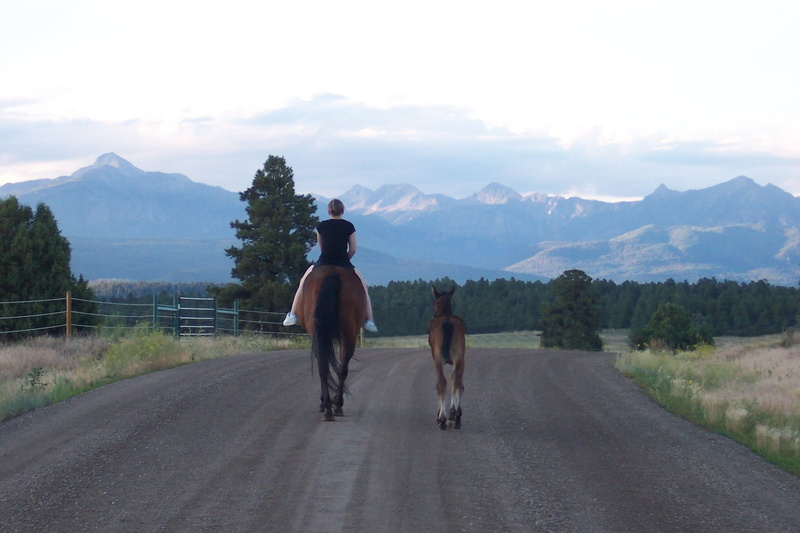 full length, transportation, lifestyles, Foal, ranch, outdoors, mountain range, Mountains, direction, leisure activity, pagosa springs, mother, Mare, pines
