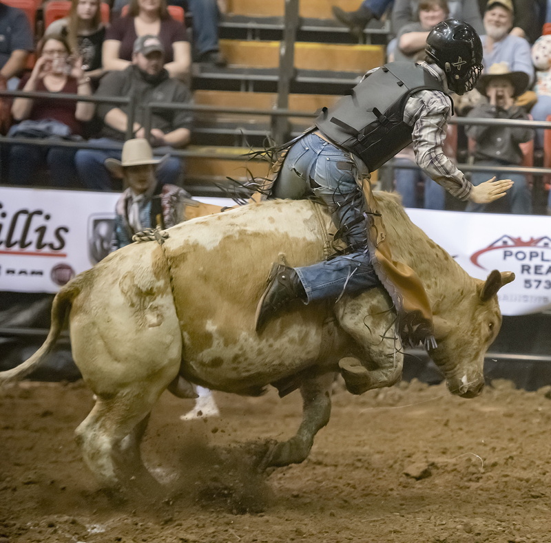 mammal, vertebrate, west, bull, men, horses, real people, herbivorous, spurs, action, outdoors, domestic, animal wildlife, people, bareback, cowboy, group of animals