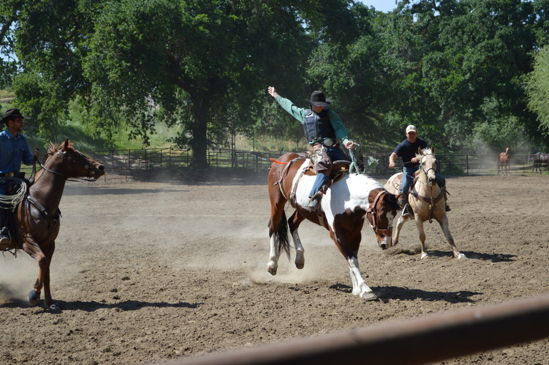 bareback, blurred motion, gallop, pinto, vertebrate, domestic animals, hoofed, gelding, domestic, bronc, Equine, day, countryside, tree, real people, landscape