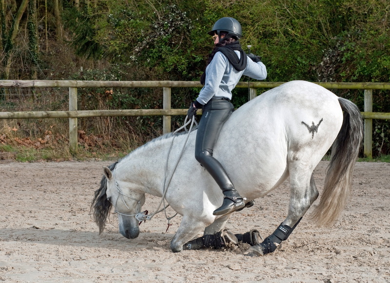domestic, real people, 4K, helmet, riding, domestic animals, outdoors, animal wildlife, thoroughbred Horse, herbivorous, cavaliere, sport, horseback Riding