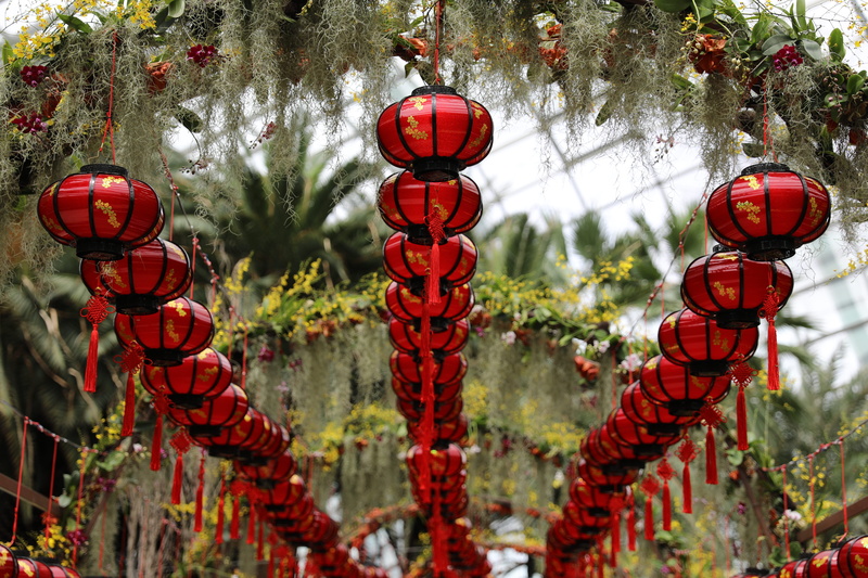gardens, fir, day, fire hydrant, lanterns, lamps, chinese lantern, blossom, crowd, leaf, flower, holiday, tree, lantern, display, no people, chinese new year