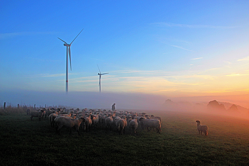 person, large group of animals, mood, evening sky, environment, agriculture, domestic animals, outdoors, turbine, sunset, calm calm, photography, no people