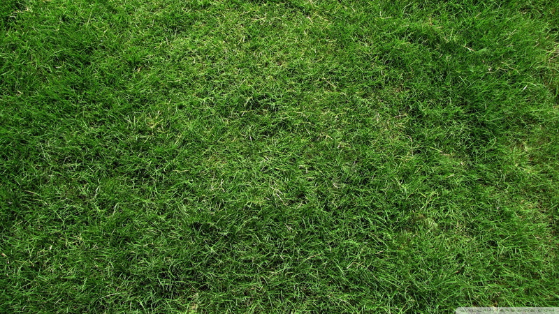 1080P, soccer, playing field, no people, foliage, grass, high angle view, backgrounds, green color, green, lush foliage, sod, plants, day, lawn, field