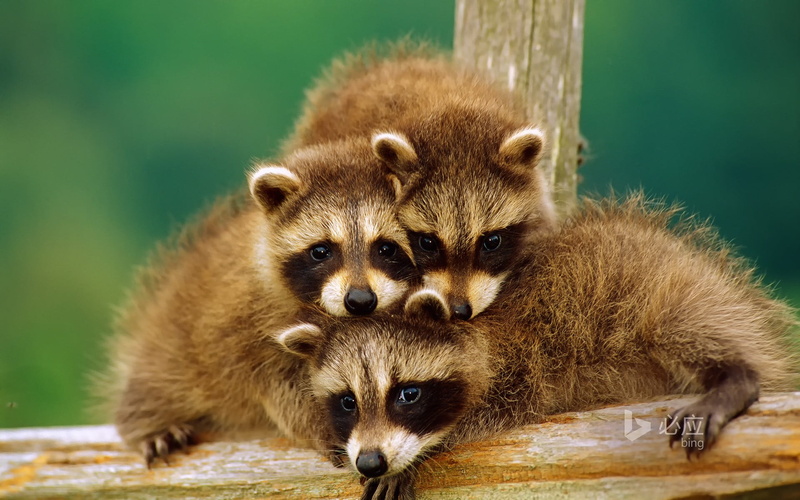 watermarked, 1080P, no people, animal wildlife, coated, animal family, close-up, animals in the wild, animal themes, togetherness, cat, brown, mammal