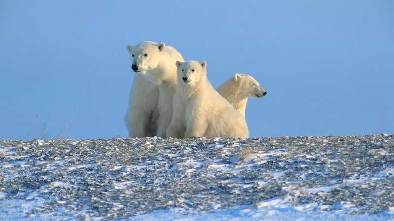 1080P, polar bears