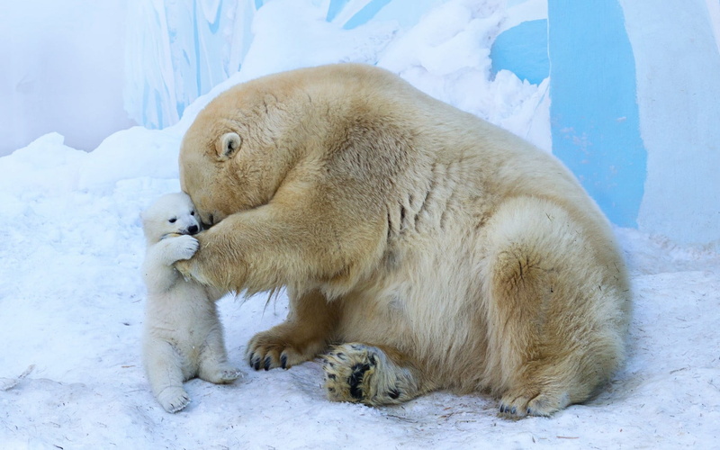 cold temperature, bear, polar bears, snow, animal, no people, animals in the wild, outdoors, young animal, animal family, animal wildlife, mammal, group of animals