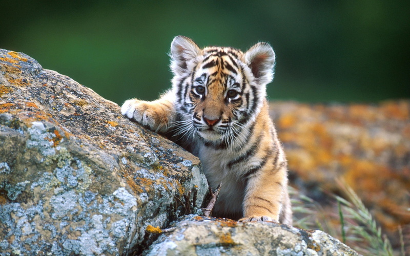 1080P, cubs, animals, tiger