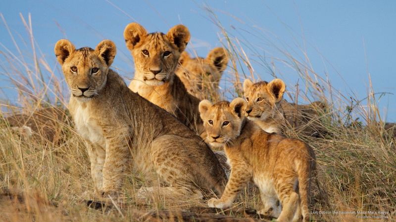 masai, lion, 2K, cubs, mara, Animals, savannah, kenya