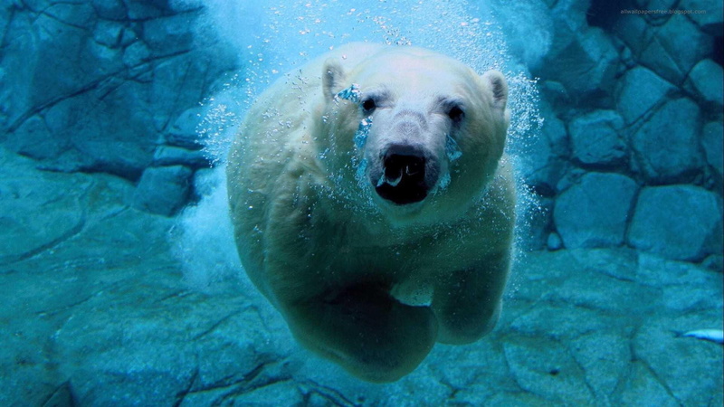1080P, diving, water, bear, polar, animals, animal, polar bear, cold