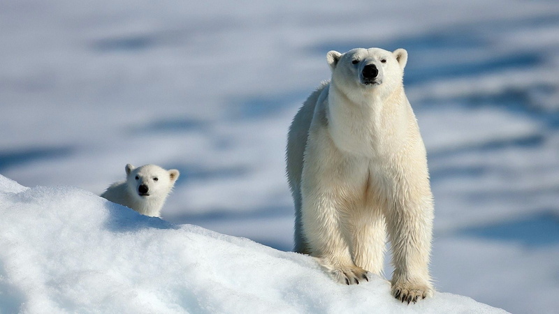 polar bears, cubs, animals, snow, 1080P
