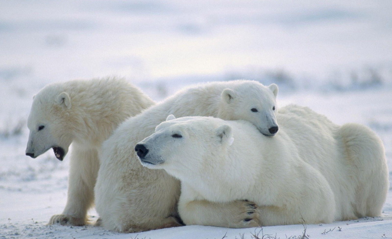 baby animals, group of animals, no people, animal family, snow, animals, bear, winter, animal, cold temperature, polar bears, animal themes, polar bear