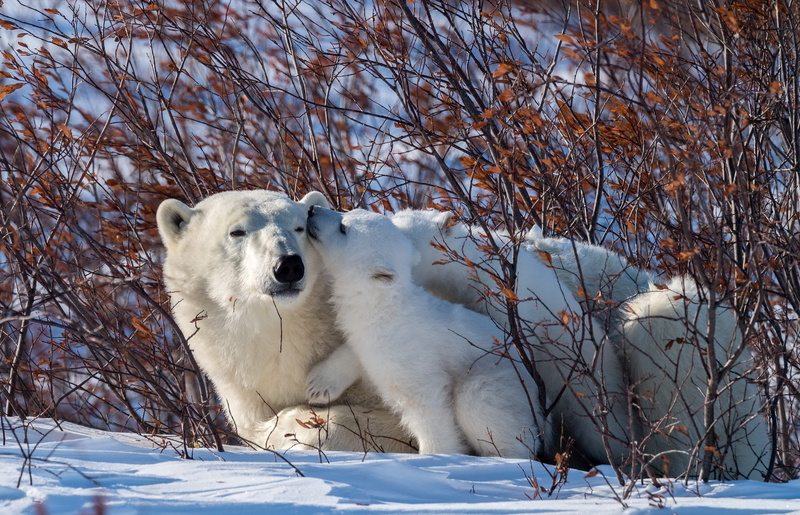 2K, winter, nature, snow, animals, baby animals, polar bears