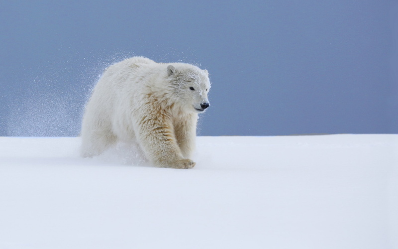 polar bears, animals, baby animals, 1080P, snow