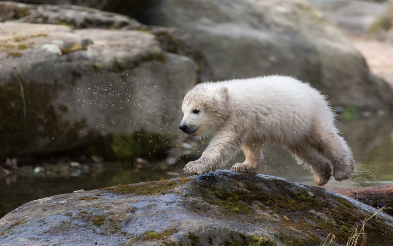 polar bear, outdoors, water, rock, polar bears, vertebrate, solid, one animal, animal themes, bear, white, animal wildlife, nature, day, mammal, cold temperature