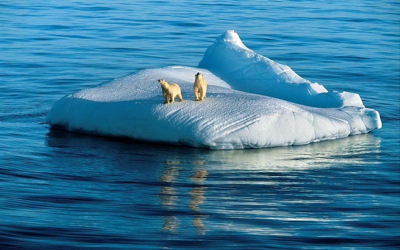 snow, bears, 1080P, ice, two, polar, bear
