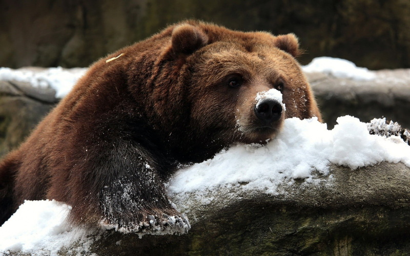 vertebrate, bear, brown, one animal, animals, toy, winter, focus on foreground, animal themes, mammal, no people, cold temperature, tree, bears, animal head