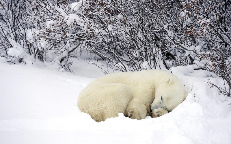 winter, no people, dog, animal, white, animals, 1080P, polar bears, beauty in nature, animal wildlife, frozen water, ice, toy, snow, day, animal themes