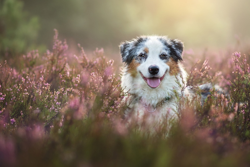 toy, black, purple, panting, mammal, animal, white, flowering plant, canine, 2K, flower, outdoors, pets, animal themes, portrait, border collie, selective focus