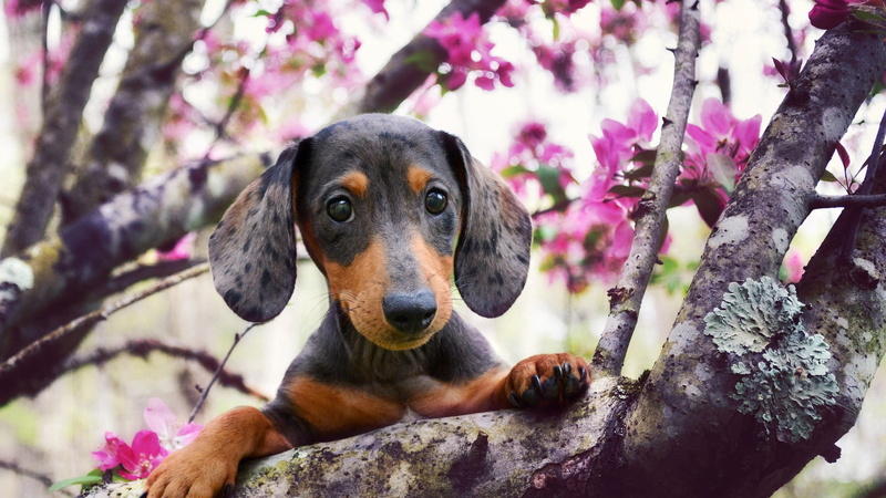close-up, animal themes, looking away, tree, black, plush, branch, animals, looking, pets, vertebrate, purple, no people, dog, outdoors, animal, nature