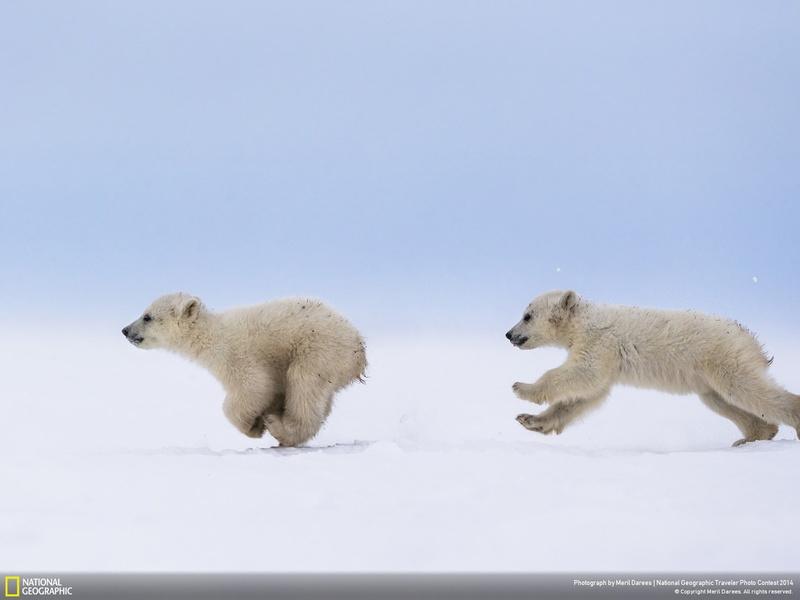 winter, geographic, mammal, no people, 1080P, animal themes, polar bear, outdoors, vertebrate, polar, white color, cubs, animal, two animals, cold temperature