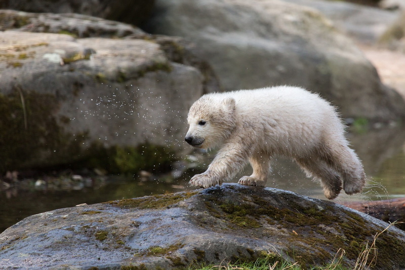 stone, bear, white, 1080P, cub, spray, polar, small, wet