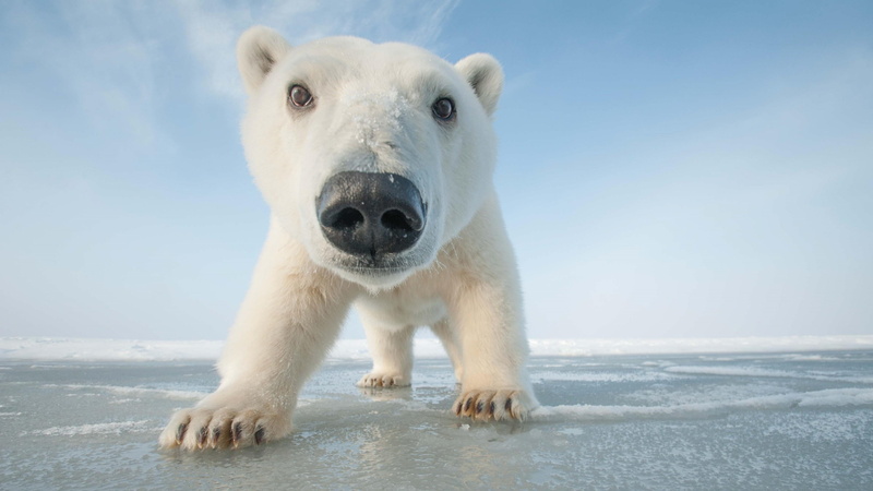 photography, looking at camera, portrait, sea, vertebrate, white color, cub, one animal, photo, animal, ice, animal wildlife, polar bear, close up, animals in the wild