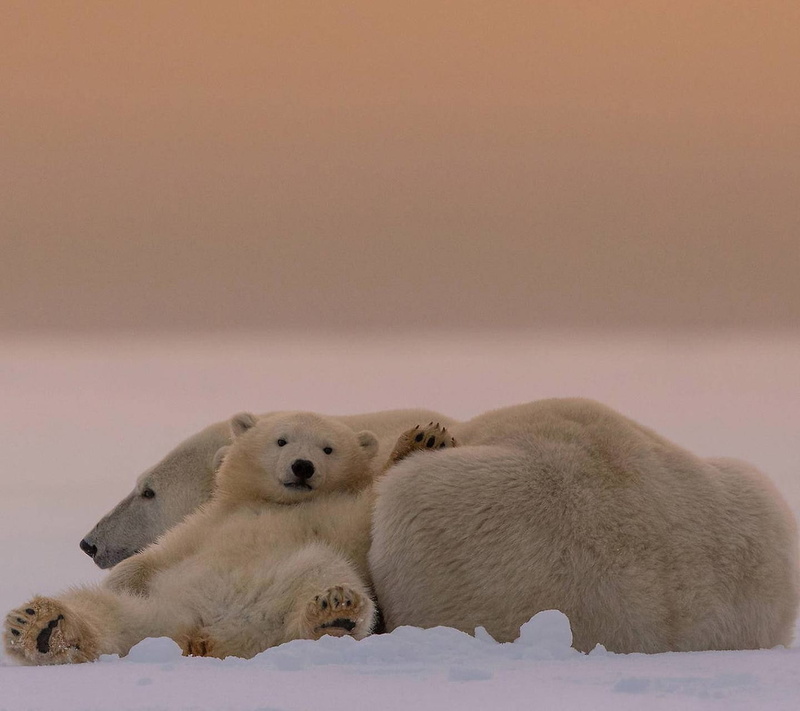 animal wildlife, mammal, relaxation, no people, animal family, polar bears, animal themes, baby animals, nature, bear, outdoors, group of animals, cold temperature