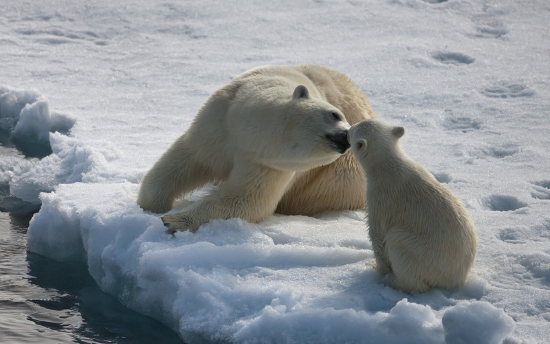 1080P, nature, bears, animals, polar bears, baby animals, ice