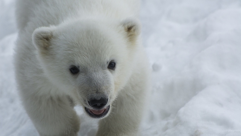 animal head, portrait, animal wildlife, 1080P, animals in the wild, looking at camera, no people, winter, baby animals, animal, polar bear, cold temperature