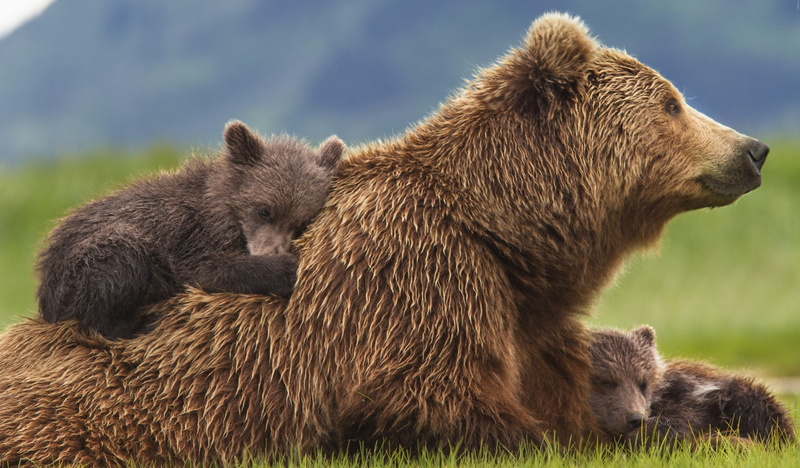 nature, animal family, outdoors, two animals, female animal, animals in the wild, cub, survival, animal themes, no people, mammal, young animal, bear, bear screensavers backgrounds