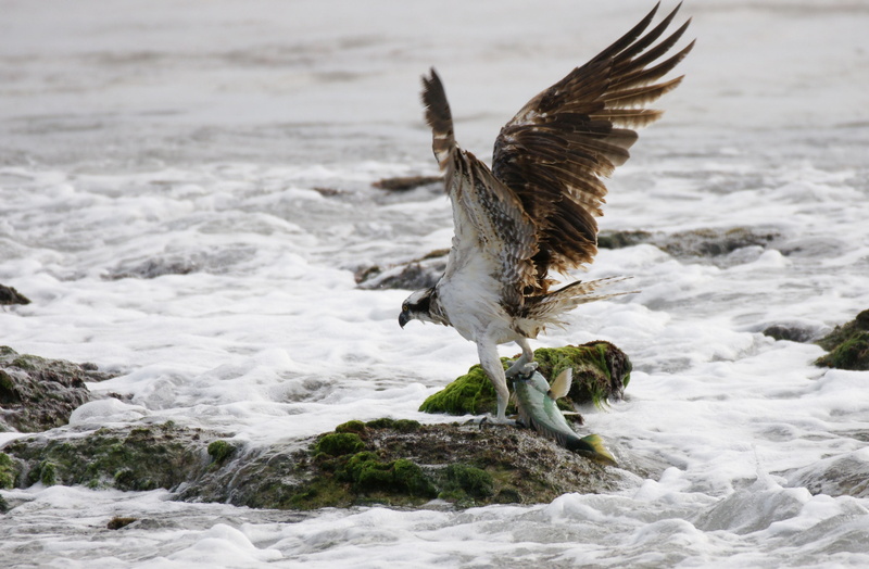 2K, solid, nature, flying, animal, wildlife, motion, animal wildlife, no people, animals in the wild, spread wings, one animal, sea, animals, water, fishing