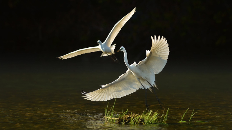 1080P, birds, no people, animal, animal wildlife, black, figurine, reflection, spread wings, waterfront, water, white color, bird, one animal, nature