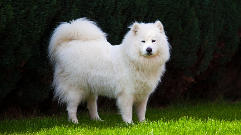 canine, 8K, dog breed, dog, mammal, white dog, samoyed dog, samoyed