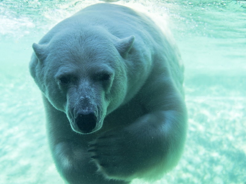 Bear, 1080P, Polar, Underwater