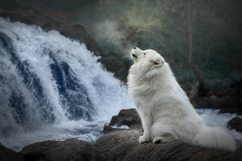 Samoyed, 1080P, Pet, sitting, looking, day, solid, flowing water, no people, vertebrate, animal, white color, water, focus on foreground, mammal, animal wildlife