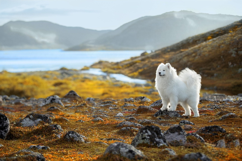 Samoyed, Dogs, 1080P, Pet, Depth Of Field, Dog