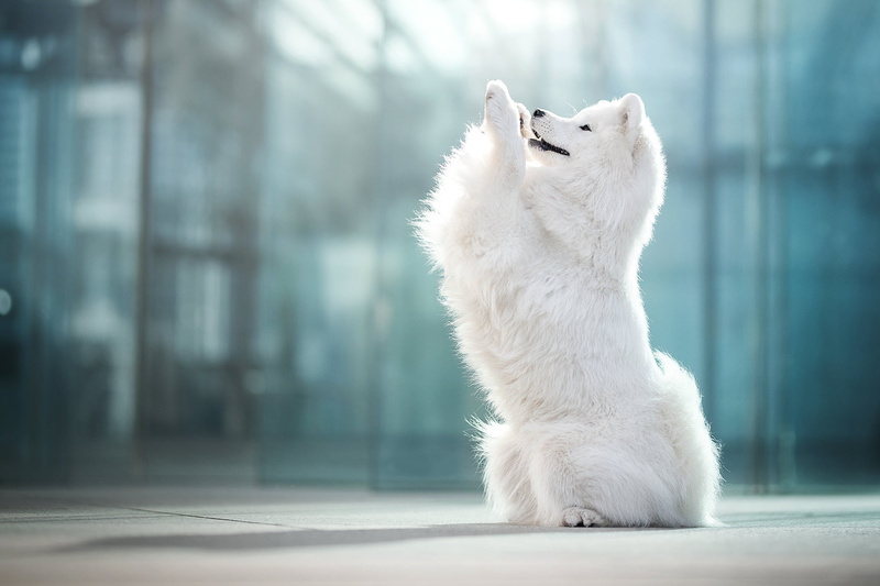 Samoyed, 1080P, bokeh, dog