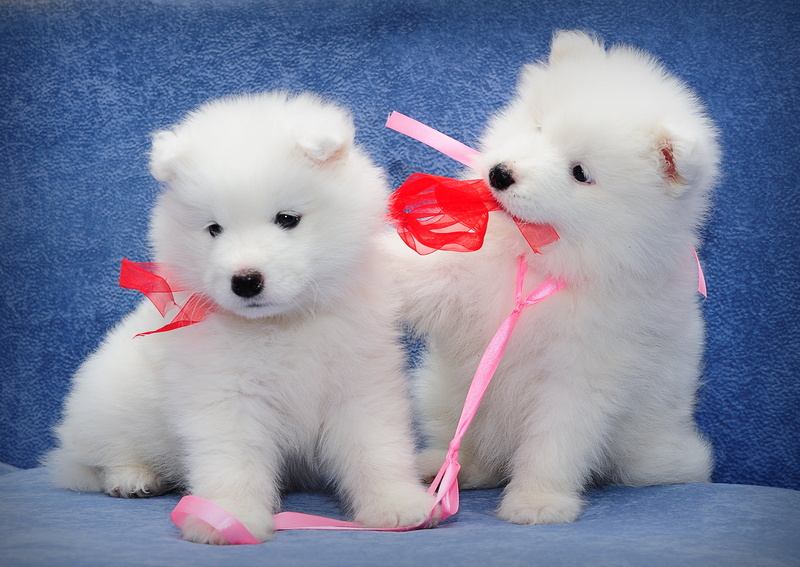 puppies, one animal, cute, white color, 2K, mammal, white, domestic, two, no people, a couple, animal themes, puppy, kids, portrait, domestic animals