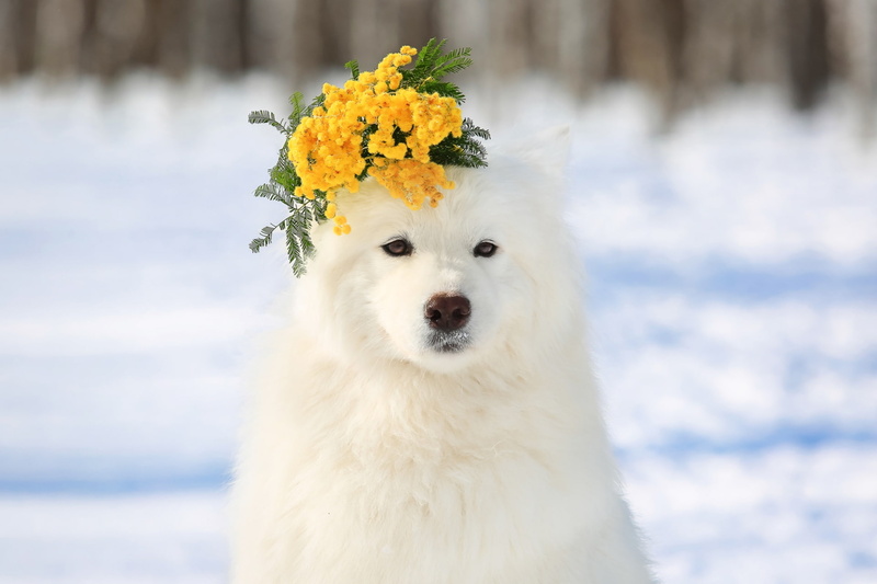 Samoyed, breed, wreath, 1080P, Mimosa