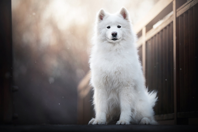 Dog, Dogs, Pet, 1080P, Samoyed