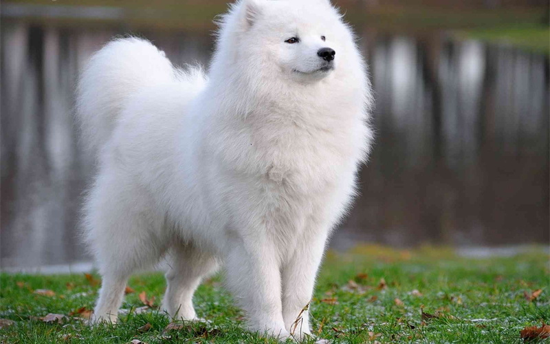 grass, standing, animal, animal wildlife, nature, samoyed, animals in the wild, plant, no people, focus on foreground, Canine, dog, one animal, full length