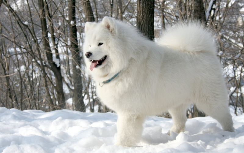 dog, domestic Animals, fun, white, sled Dog, mouth open, animal, spitz-Type Dog, season, canine, trees, outdoors, samoyed Dog, vertebrate, beauty In Nature