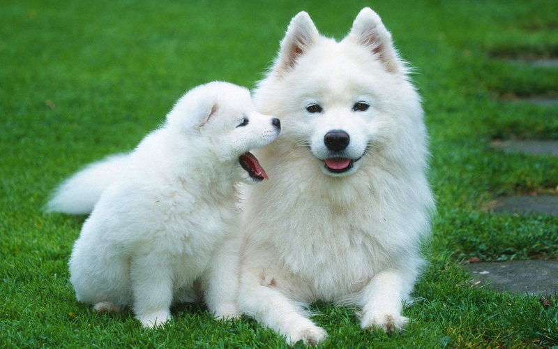 vertebrate, group of animals, domestic animals, outdoors, pomeranian, pets, dogs, day, 1080P, baby, nature, white color, mammal, Canine, mouth open, young animal