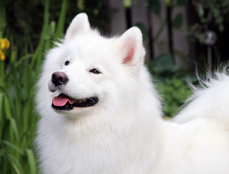 animal head, Canine, dog, one animal, close-up, looking, looking away, mouth open, mammal, animal mouth, animal body part, domestic, pets, focus on foreground