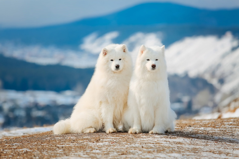 pair, 1080P, Samoyed, white, breed