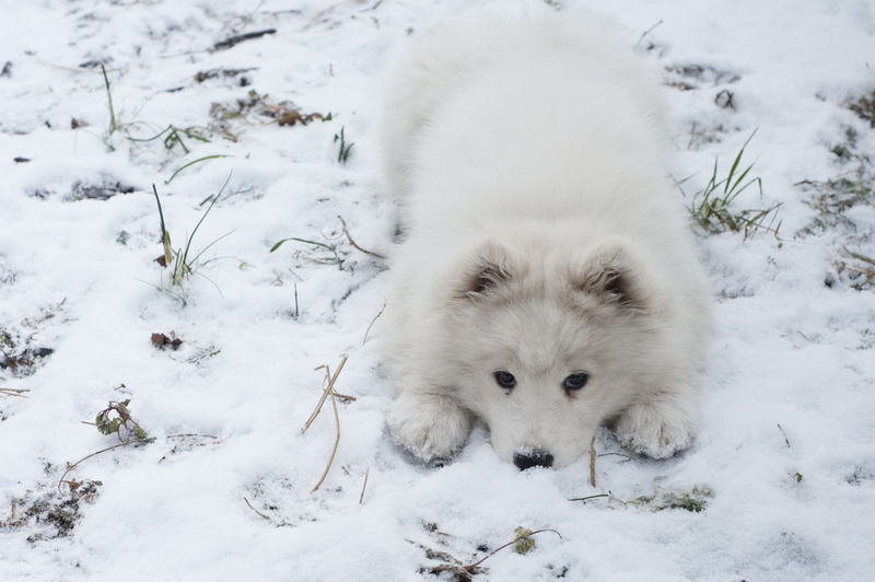 covering, snowing, animals in the wild, dogs, nature, 2K, front view, cold temperature, mammal, outdoors, field, dog, Canine, animal themes, vertebrate