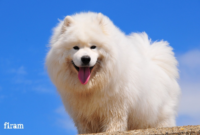sky, nature, animal tongue, look, mammal, white color, long, one animal, coated, animal, animal mouth, animal themes, close-up, mouth open, animal head