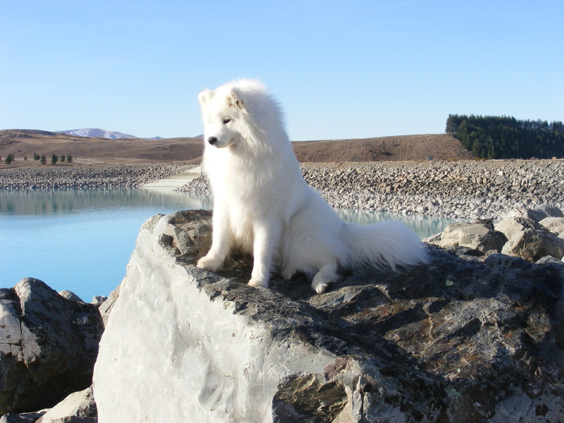 mammal, water, dogs, sky, domestic animals, pets, animal, animal themes, 2K, samoyed, no people, one animal, rock, rock - object, clear sky, white color
