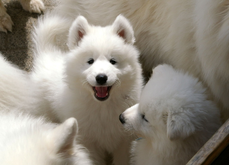 animal themes, animal wildlife, portrait, no people, one animal, samoyed, aggression, pets, domestic animals, Canine, domestic, close-up, animal head, animal