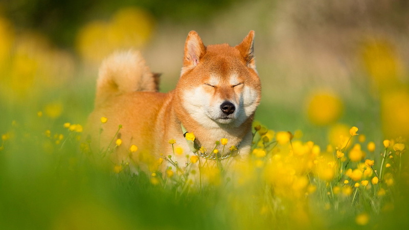 animal, dog, animals in the wild, pets, no people, whiskers, animal themes, 1080P, plant, shiba inu, domestic, one animal, selective focus, flower field